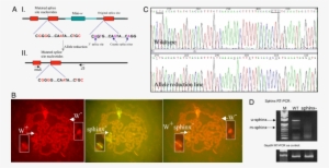 Gene Replacement Of Sphinx - Sphinx #2353262