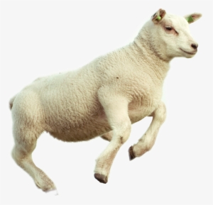 Lamb Png #2353307 Lamb Png #2353307