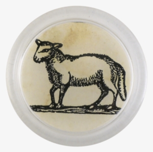 Iconic - Lamb - Lamb And Mutton #2353324