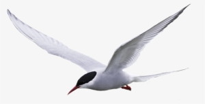 Although Not In Ebooks, A Classic Example Of The Beginnings - Arctic Tern Transparent Gif #2355066