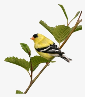 Flatcast Png Bird Theme For The Index - Png Beautiful Birds #2355097