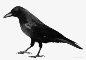 Crow Clipart Black Thing - Crow Png #2361092