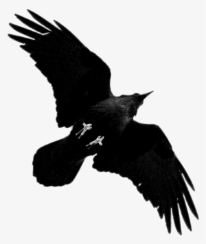 Tumblr Mxup14zilb1s0pvf5o1 500 - Raven Png #2361164 Tumblr Mxup14zilb1s0pvf5o1 500 - Raven Png #2361164