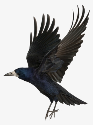 Crow Free Png Transparent Background Images Free Download #2361194