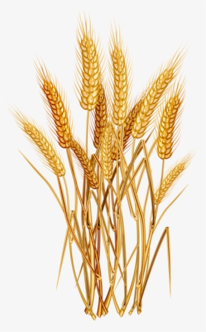 Graphic Transparent Stock Agriculture Clipart Wheat - Wheat Png #2371778 Graphic Transparent Stock Agriculture Clipart Wheat - Wheat Png #2371778