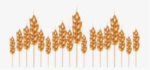Wheat Png Image - Wheat #2371972 Wheat Png Image - Wheat #2371972