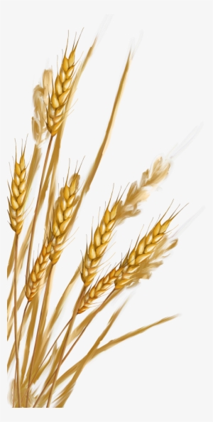 Wheat Png - Пшеница Пнг #2372046 Wheat Png - Пшеница Пнг #2372046