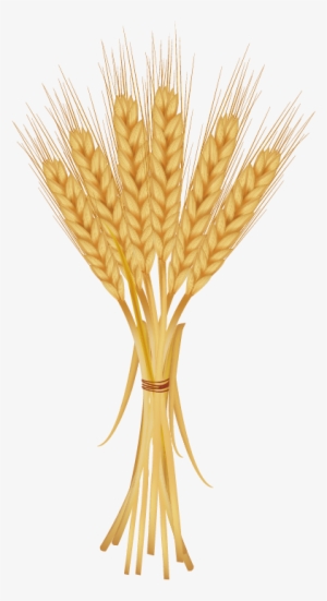 Grains Clipart Golden Wheat - Bunch Of Wheat #2372114 Grains Clipart Golden Wheat - Bunch Of Wheat #2372114