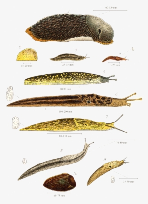 Slugs 1896 - Slug Meaning In Urdu #2372675