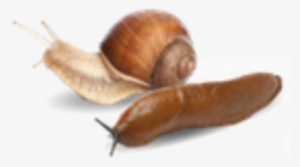 Wyevale Garden Centres See Green Slug Killer Sales - Horticulture Week #2372762