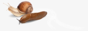 Grazers Slug Snail Trail - Snail #2372766