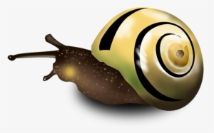 Drawn Snail Slug - Caracol Png Hd #2372823
