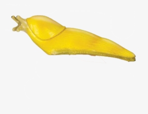 Leopard Slug #2372846