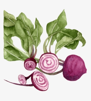 Chioggia-beets - Beetroot #2373537