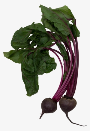 Beet - Beet Greens #2373697