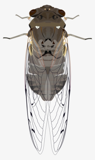Insect Cicadoidea True Bugs Drawing Image File Formats - Cicada Clipart #2374641