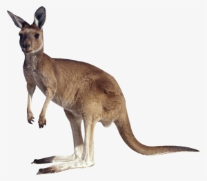 Kangaroo Png #2374728