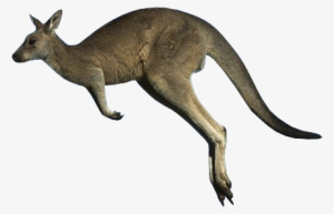 Kangaroo Png - Kangaroo #2374735