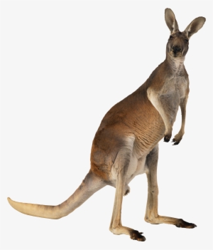 Kangaroo Png #2374855