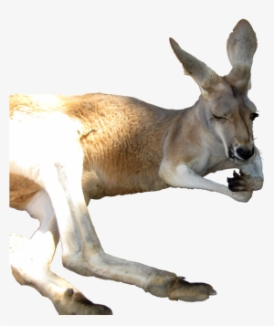 Kangaroo Png - Portable Network Graphics #2374925