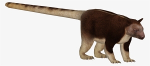 Goodfellow's Tree Kangaroo - Giant Anteater #2375087