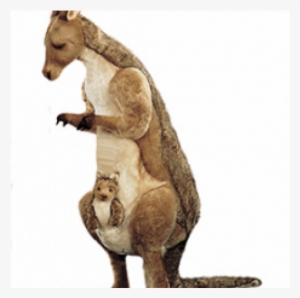 Kangaroos Png #2375105