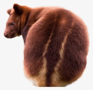 Tree Kangaroo Side Image - Tree Kangaroo Png #2375131