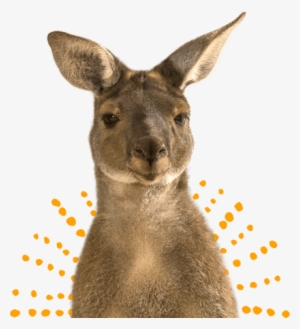 Kangaroo #2375153