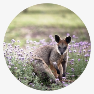 Kangaroo - Wallaby #2375475