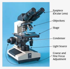 Labeled Microscope - 2 Eyepiece Microscope #2376705