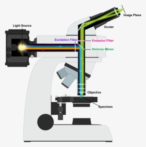 Fluorescence Microscope Mechanism - Fluorescence Microscope Cartoon #2376856