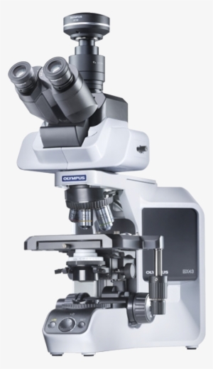 Olympus Bx43 Manual Upright Microscope - Microscope Olympus Bx 43 #2377113