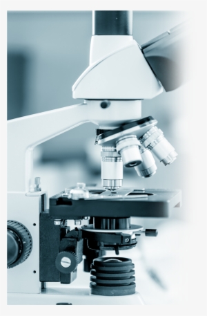 54 Pm 7636 Mosquito 12/10/2015 - Microscope #2377139