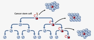Cancer Stem Cells Model - Asymmetric Division Csc #2377307