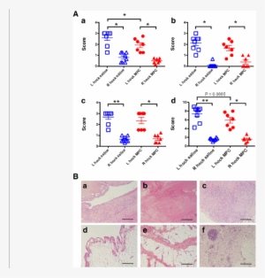 A Effect Of Mpc Treatment On Synovial Histopathology - Joint #2380228
