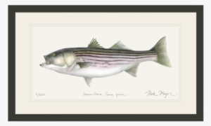 Striped Bass, 30 Lbs - Striped Bass Poster #2380270