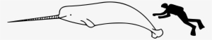 Narwhal Size - Narwhal Size To Human #2380595