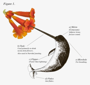Narwhalscience - Portable Network Graphics #2380768