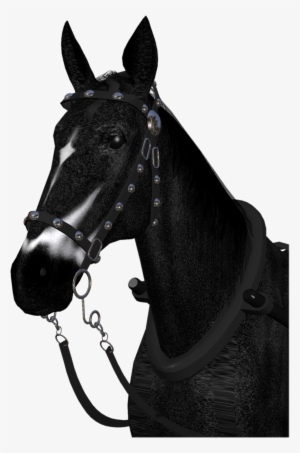 Stock Photo Gambar Kuda Horses Png - Horse #2381804