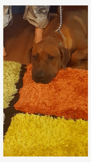 Photo Of Kuda - Companion Dog #2382330 Photo Of Kuda - Companion Dog #2382330