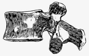 Clipart - Vertebra Clip Art #2382770