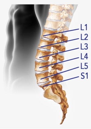 Spine-lumbar - Vertebral Column #2382826