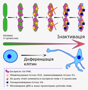 X Chromosome Inactivation V3 - Lavender #2382847