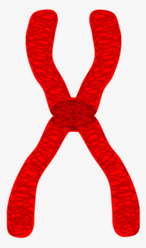 Jpg Black And White Stock Chromosomes For Free Download - Drawing Of A Chromosome #2382893