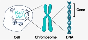 Dna, Chromosomes, And Genes - Genetics Inheritance #2382959