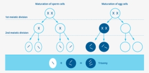 Schematic Figure Of A Chromosome Maldistribution In - Triple X Syndrome Cells #2383079