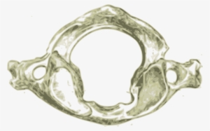 This Free Icons Png Design Of Atlas First Human Cervical #2383118