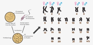 Updated 20 February - Chromosome #2383144