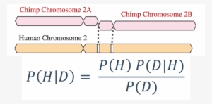 Yes, Human Chromosome 2 Fusion Really Is Evidence For - Bayes' Theorem #2383187