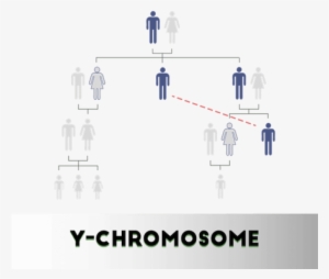 Y-chromosome Test - Diagram #2383206